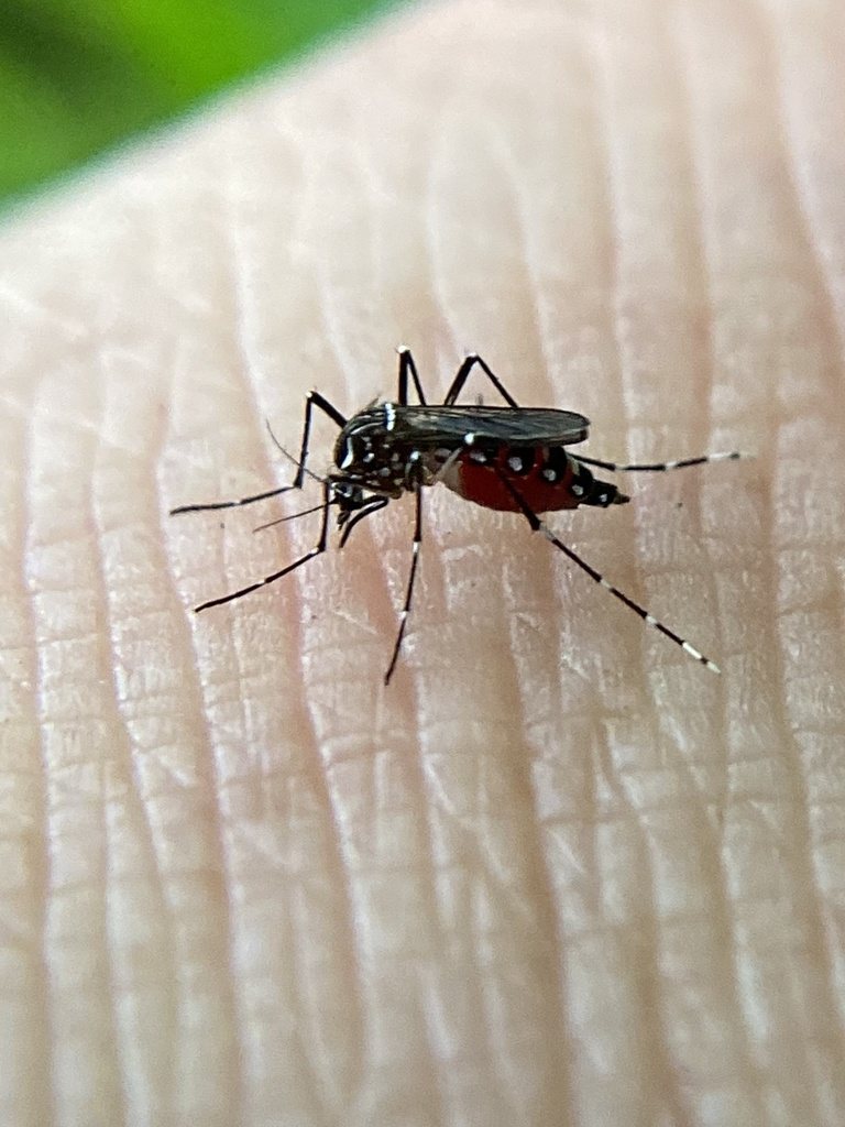 Mosquito Aedes aegypti pousado sobre a pele