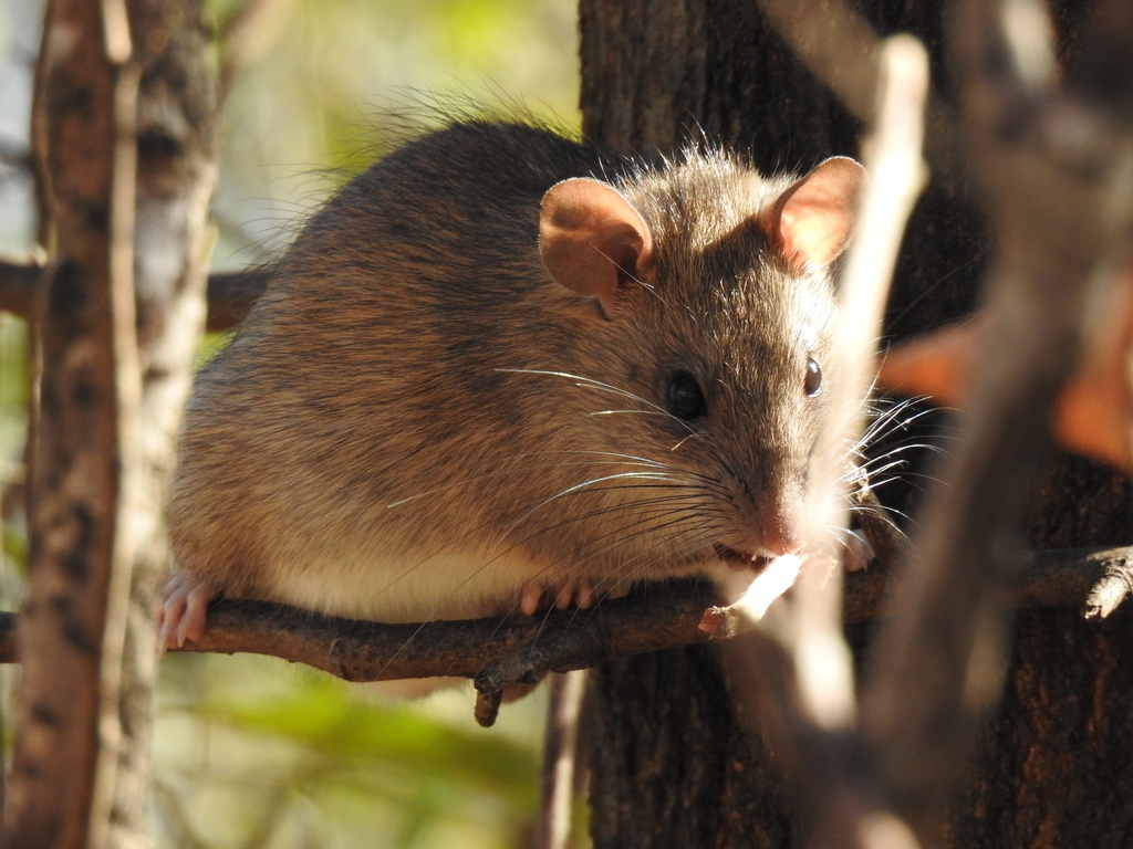 Rato-de-telhado (Rattus rattus) sobre galho, em ambiente natural