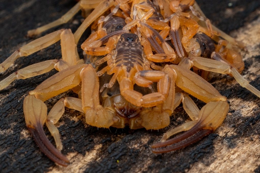 Escorpião-amarelo (Tityus serrulatus) com filhotes