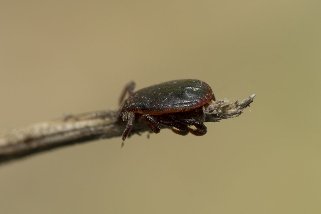 Carrapato (Rhipicephalus sanguineus) em detalhe