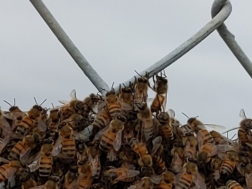 Enxame de abelhas (Apis mellifera) instalado em estrutura urbana