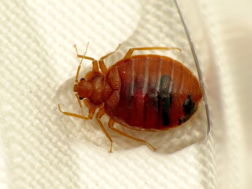 Percevejo de cama (Cimex lectularius) em detalhe