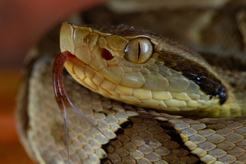 Jararaca (Bothrops jararaca) em detalhe da cabeça