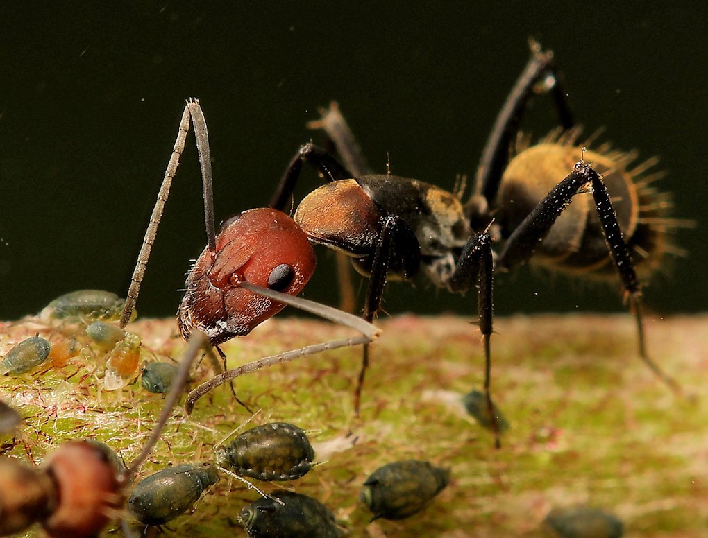 Formiga do gênero Camponotus sp. em detalhe