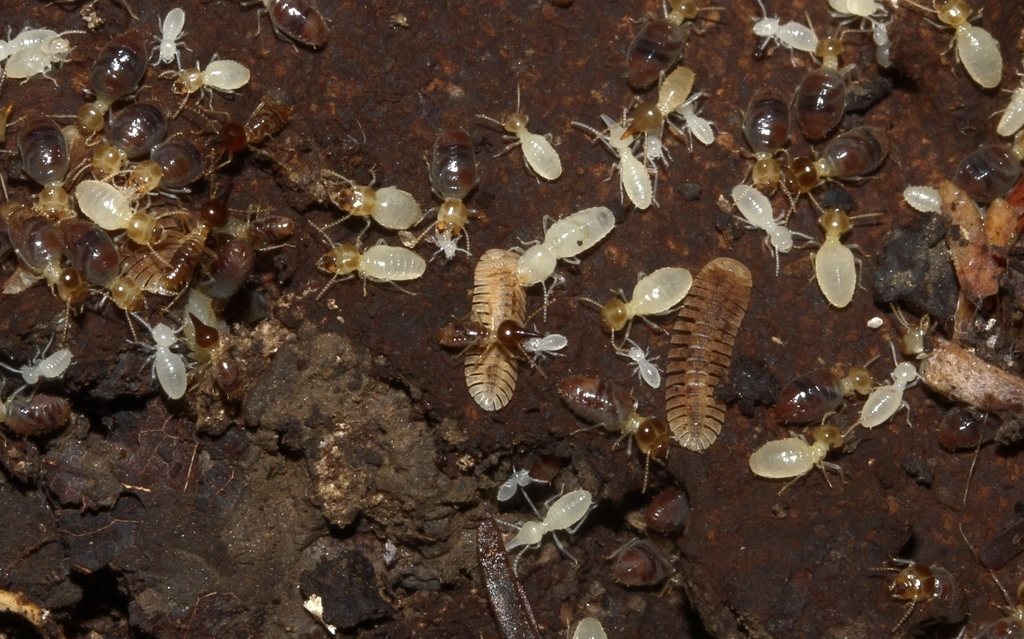 Colônia de cupins (Nasutitermes sp.) em madeira
