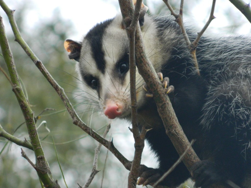 Gambá-de-orelha-branca (Didelphis albiventris) sobre galho