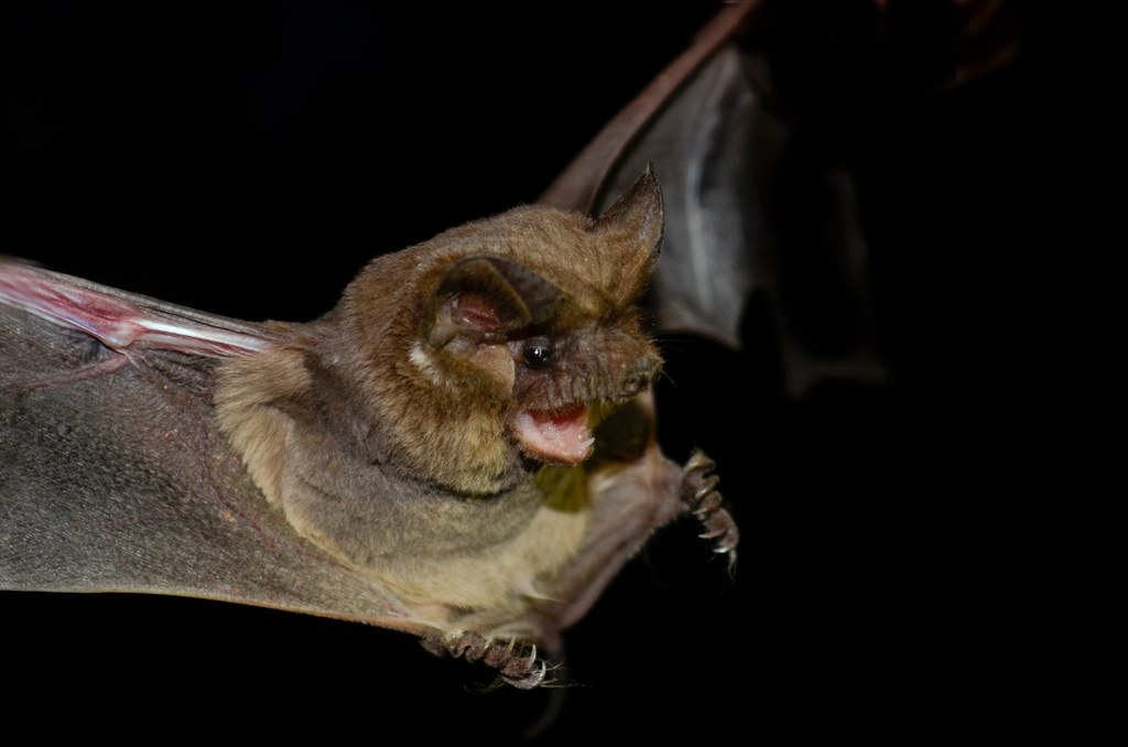 Morcego (Tadarida brasiliensis) em detalhe, espécie comum em ambientes urbanos