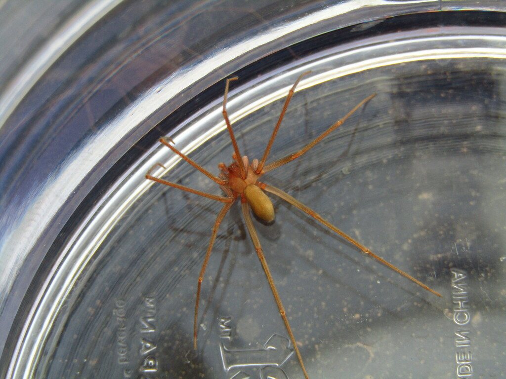 Aranha do gênero Loxosceles sp. contida em recipiente de vidro
